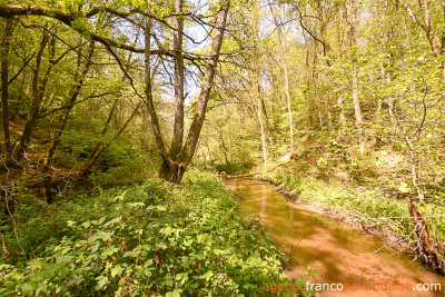 Farmhouse on 17 acres and various water sources