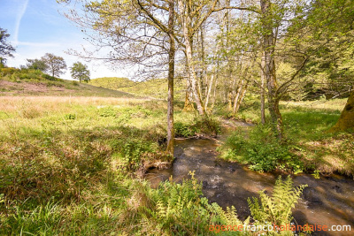 Farmhouse on 17 acres and various water sources