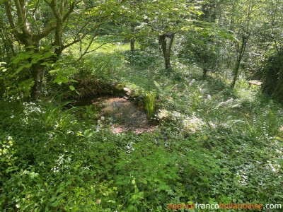 In the middle of the forest