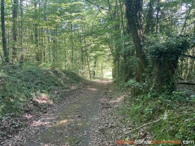 In the middle of the forest
