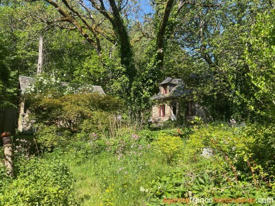 In the middle of the forest
