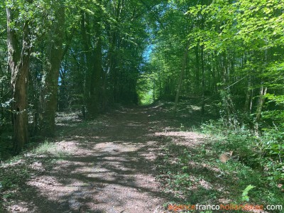 In the middle of the forest