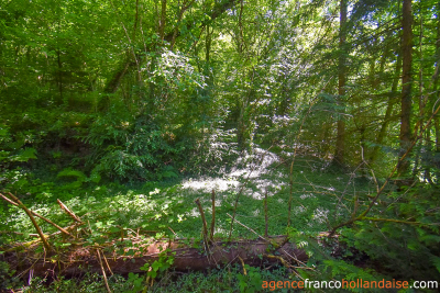 No neighbours, an old mill and 7.5 hectares (18 ½ acres)